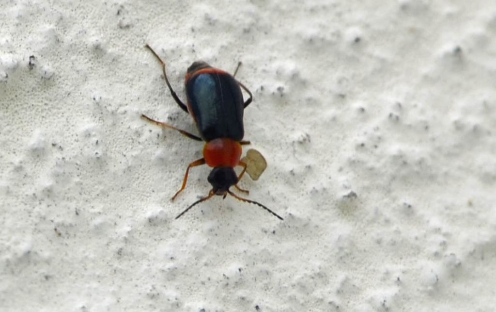 Ebaeus sp., Malachiidae